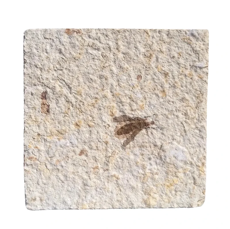 Fossil Fly | Plecia pealei (Love Bug) | Green River Formation, Wyoming | Eocene | 40–45mm
