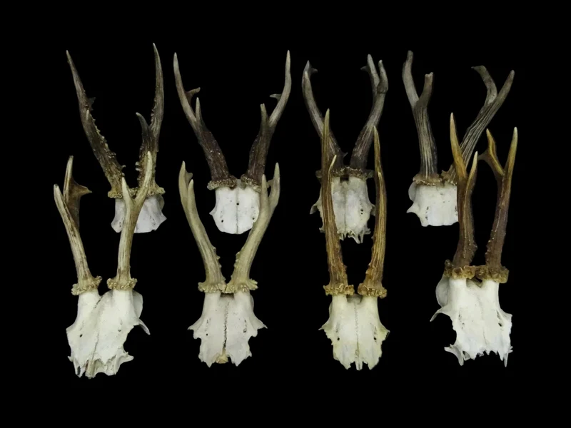 Roebuck Skull | Capreolus capreolus | Natural History Specimen