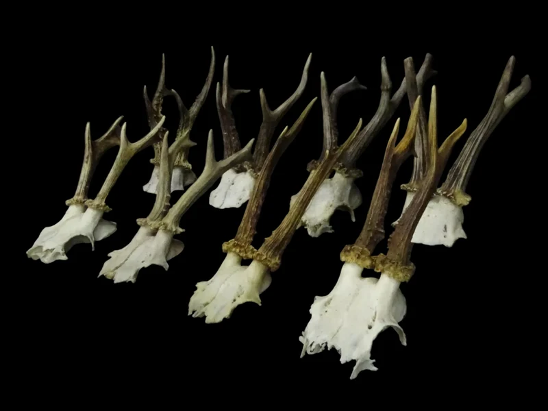 Roebuck Skull | Capreolus capreolus | Natural History Specimen