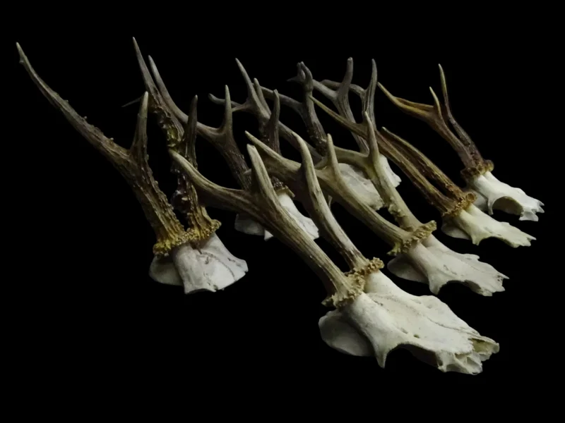 Roebuck Skull | Capreolus capreolus | Natural History Specimen