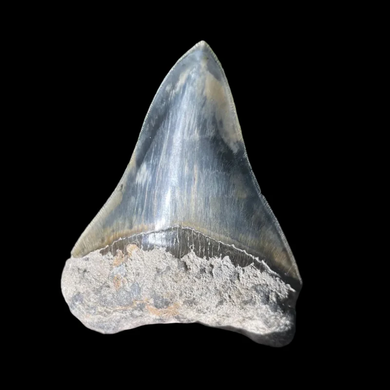 Megalodon Fossil Tooth 120mm | Carcharocles megalodon | Indonesia | SKU-MEG120