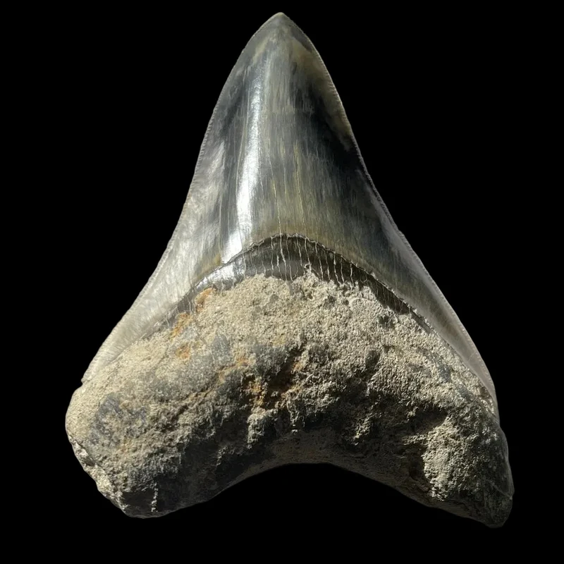 Megalodon Fossil Tooth 120mm | Carcharocles megalodon | Indonesia | SKU-MEG120