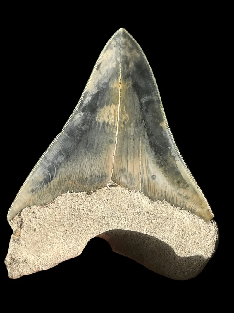 Megalodon Fossil Tooth 120mm | Carcharocles megalodon | Indonesia | SKU-MEG120