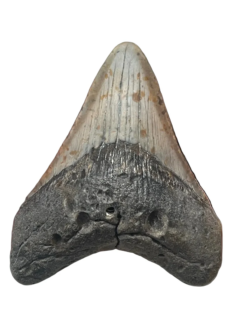 Megalodon Fossil Tooth 113mm | Carcharocles megalodon | Florida | SKU-MEG113