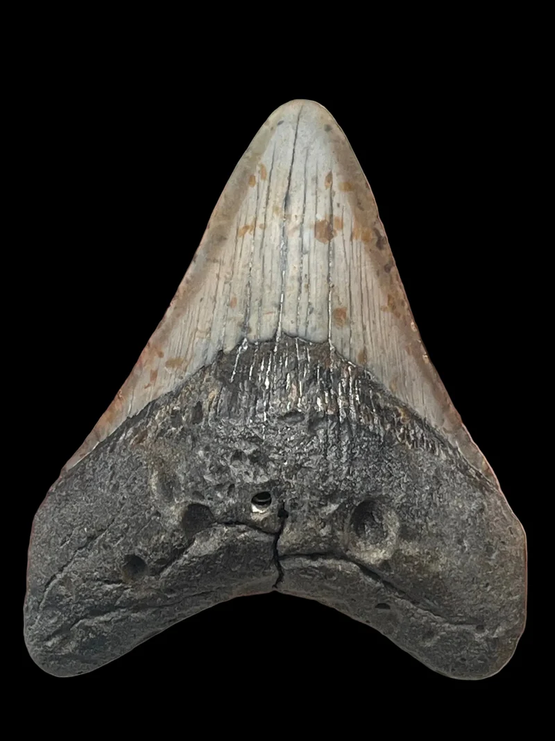 Megalodon Fossil Tooth 113mm | Carcharocles megalodon | Florida | SKU-MEG113
