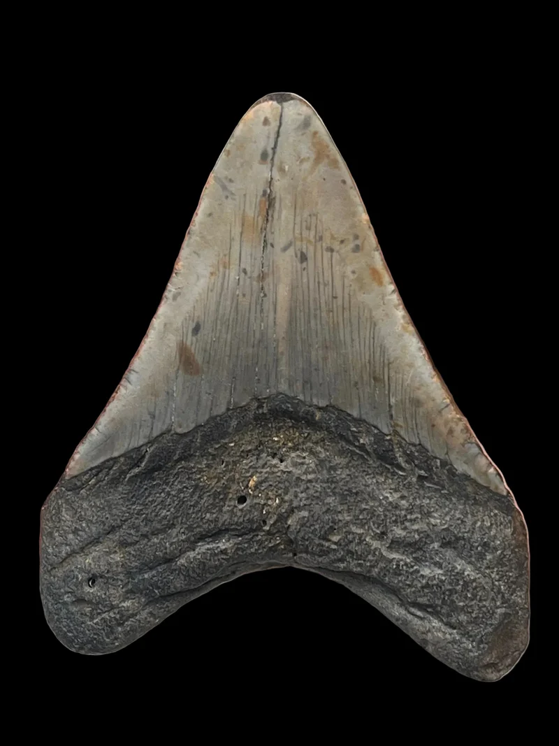 Megalodon Fossil Tooth 113mm | Carcharocles megalodon | Florida | SKU-MEG113