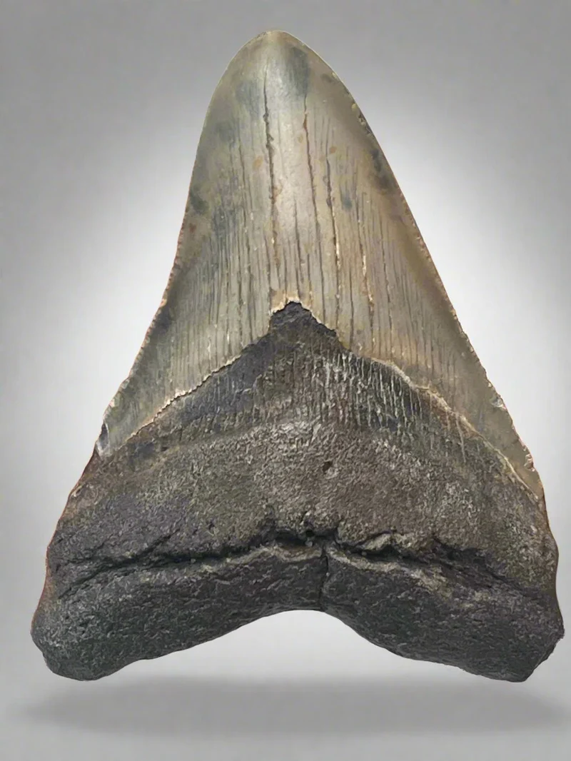 Megalodon Fossil Tooth 120mm | Carcharocles megalodon | North Carolina | SKU-MEG120