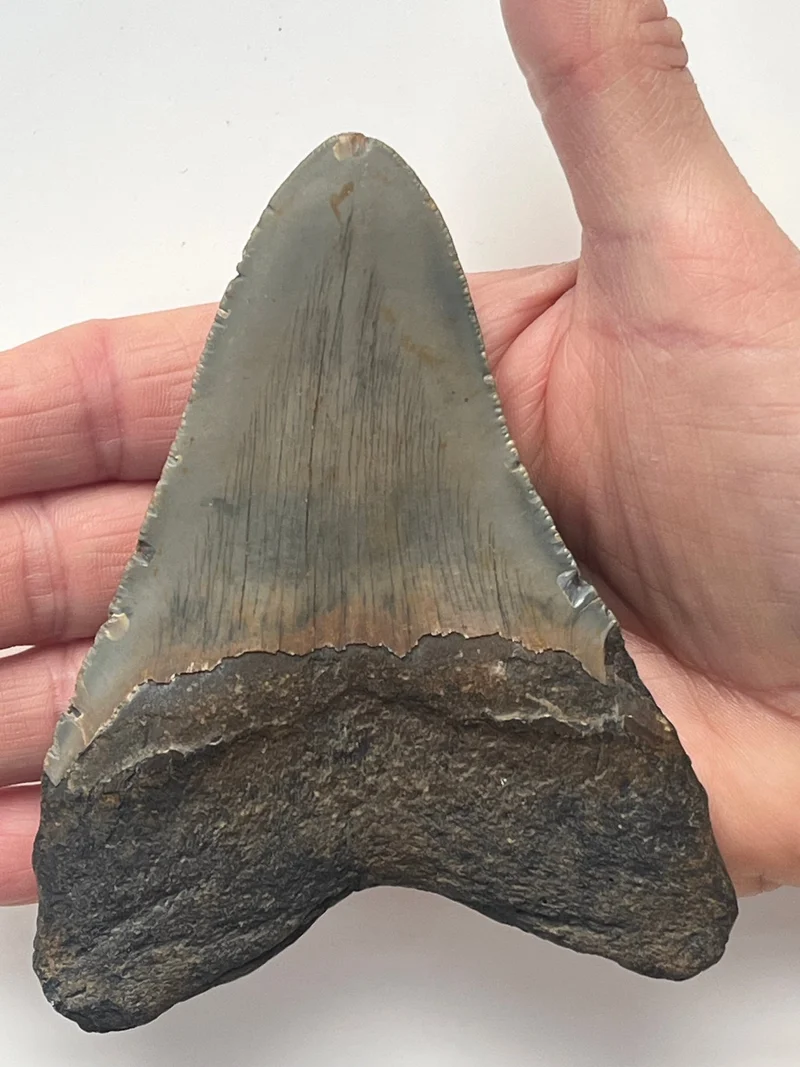 Megalodon Fossil Tooth 120mm | Carcharocles megalodon | North Carolina | SKU-MEG120