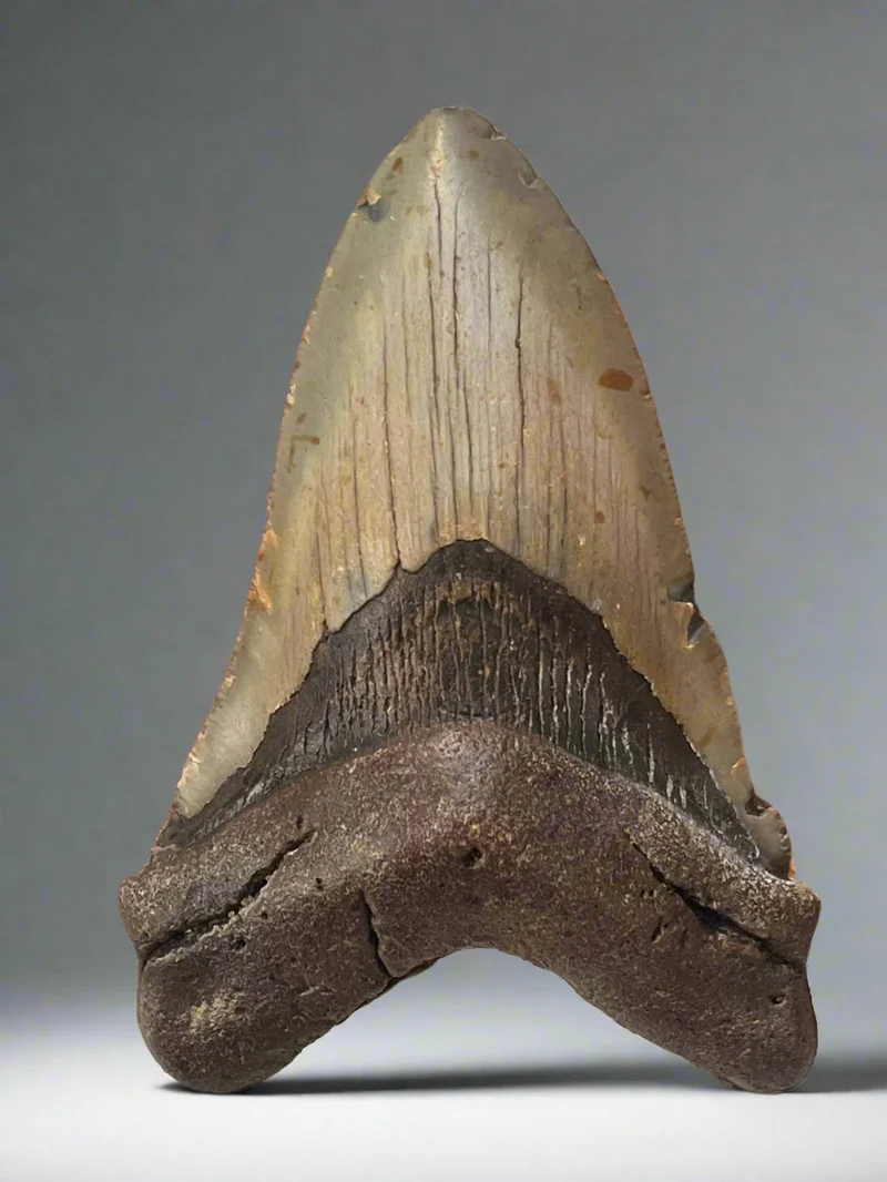 Megalodon Fossil Tooth 125mm | Carcharocles megalodon | North Carolina | SKU-MEG125