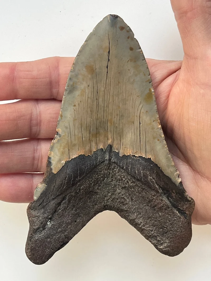 Megalodon Fossil Tooth 125mm | Carcharocles megalodon | North Carolina | SKU-MEG125