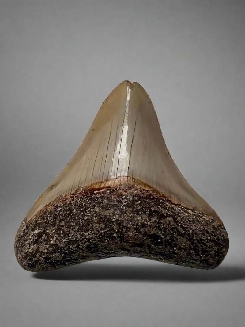 Megalodon Fossil Tooth 77mm | Carcharocles megalodon | Indonesia | SKU-MEG77