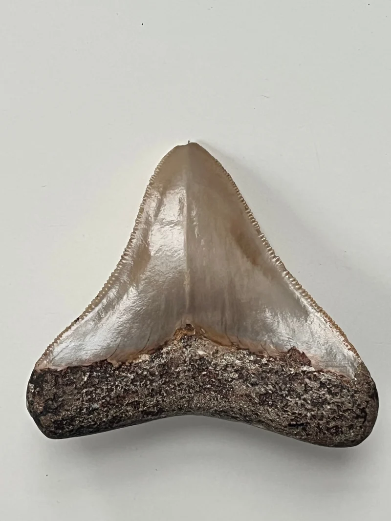 Megalodon Fossil Tooth 77mm | Carcharocles megalodon | Indonesia | SKU-MEG77