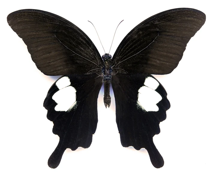 Papilio sataspes sataspes Butterfly Specimen | A1 Quality | Dry-Preserved PAPILIONIDAE