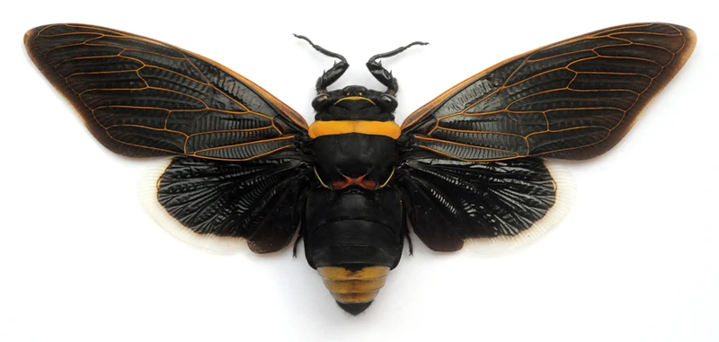 Tacua speciosa Cicada Specimen | Spread | A1 Quality | Dry-Preserved CICADIDAE