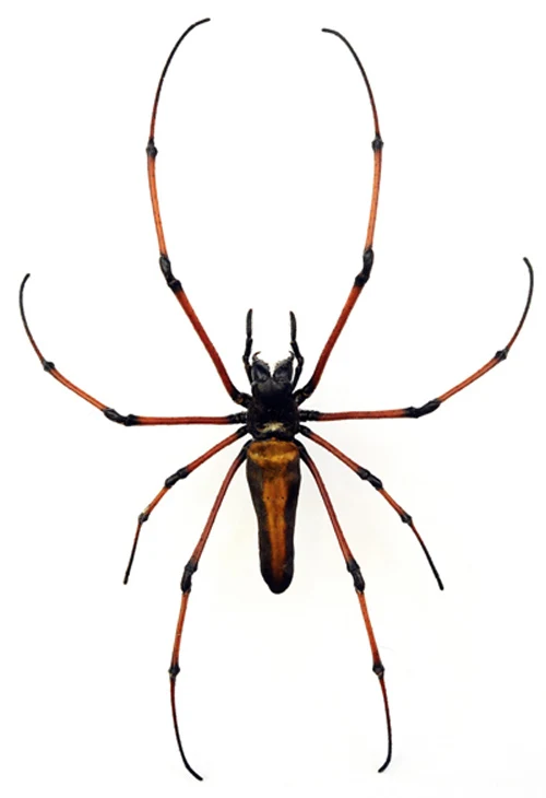 Nephila kuhlii Golden Silk Orb-Weaver Spider Specimen | A1 Quality | Dry-Preserved ARANEAE