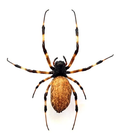 Nephilengys malabarensis Giant Wood Spider Specimen | A1 Quality | Dry-Preserved ARANEAE