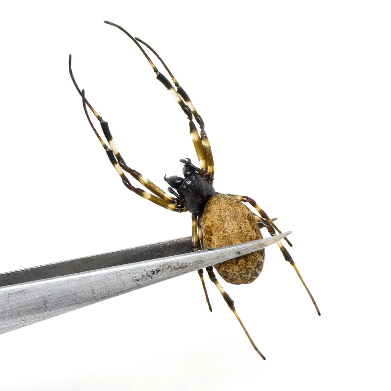 Nephilengys malabarensis Giant Wood Spider Specimen | A1 Quality | Dry-Preserved ARANEAE