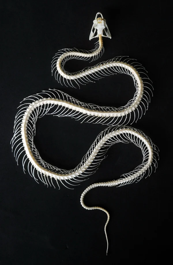 Trimeresurus albolabris Snake Skeleton | A1 Quality | Dry-Preserved Curved SKELETON