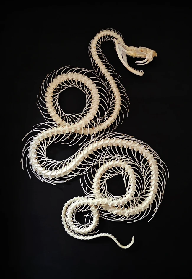 Trimeresurus albolabris Snake Skeleton | A1 Quality | Dry-Preserved Double Rolling SKELETON