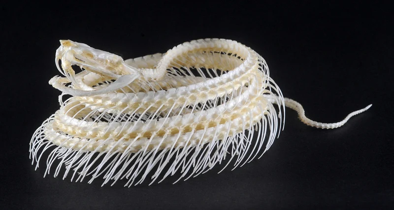 Trimeresurus albolabris Snake Skeleton | A1 Quality | Dry-Preserved Coiled SKELETON