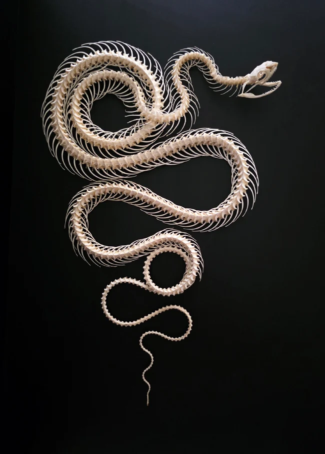 Keeled Rat Snake (Ptyas carinata) | A1 Dry-Preserved Double Rolling Skeleton – BugsDirect