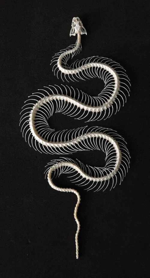 Hypsiscopus plumbea Snake Skeleton | A1 Quality | Dry-Preserved Curved SKELETON