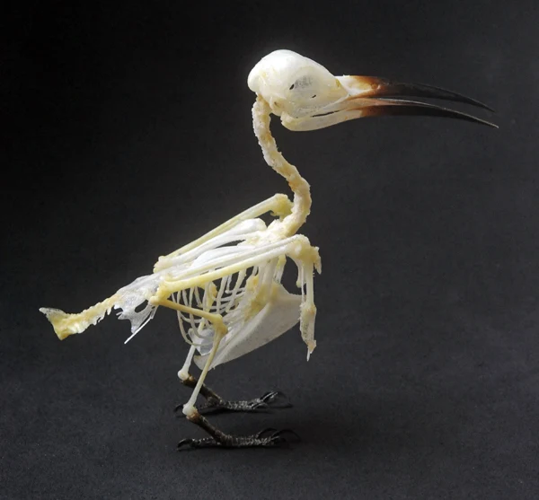 Merops philippinus javanicus Bird Skeleton | A1 Quality | Dry-Preserved SKELETON