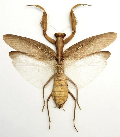 Hierodula patellifera (Brown Form) Mantis Specimen | A1 Quality | Dry-Preserved Spread | MANTODEA