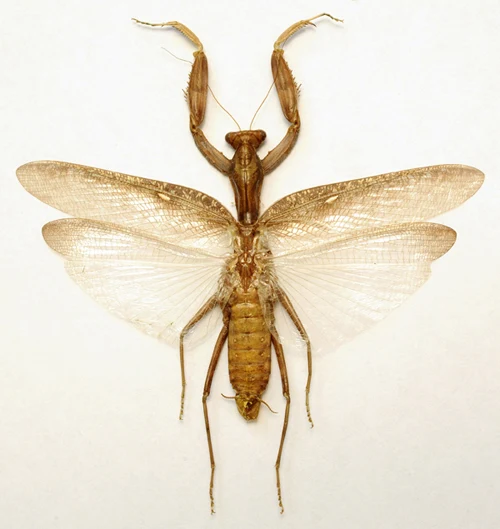 Hierodula patellifera (Brown Form) Mantis Specimen | A1 Quality | Dry-Preserved Spread | MANTODEA