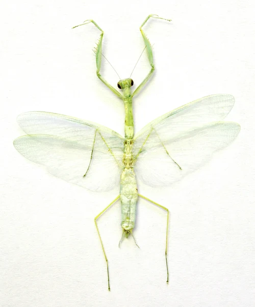 Leptomantella abella Mantis Specimen | A1 Quality | Dry-Preserved Spread | MANTODEA