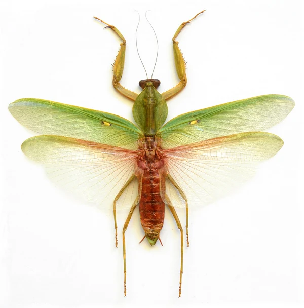 Rhombodera basalis Mantis Specimen | A1 Quality | Dry-Preserved Spread | MANTODEA