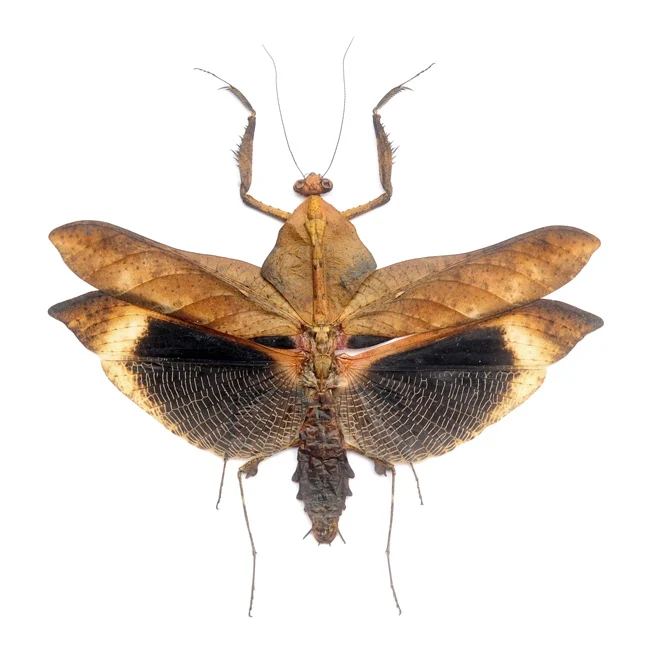 Deroplatys lobata Mantis Specimen | A1 Quality | Dry-Preserved Spread | MANTODEA