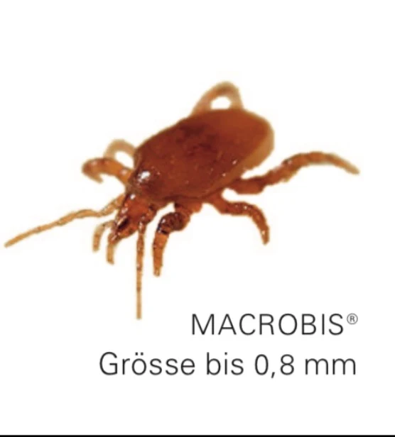 Macrobis – Raubmilbe gegen Essig-, Stall- und Stechfliegen für 100m2