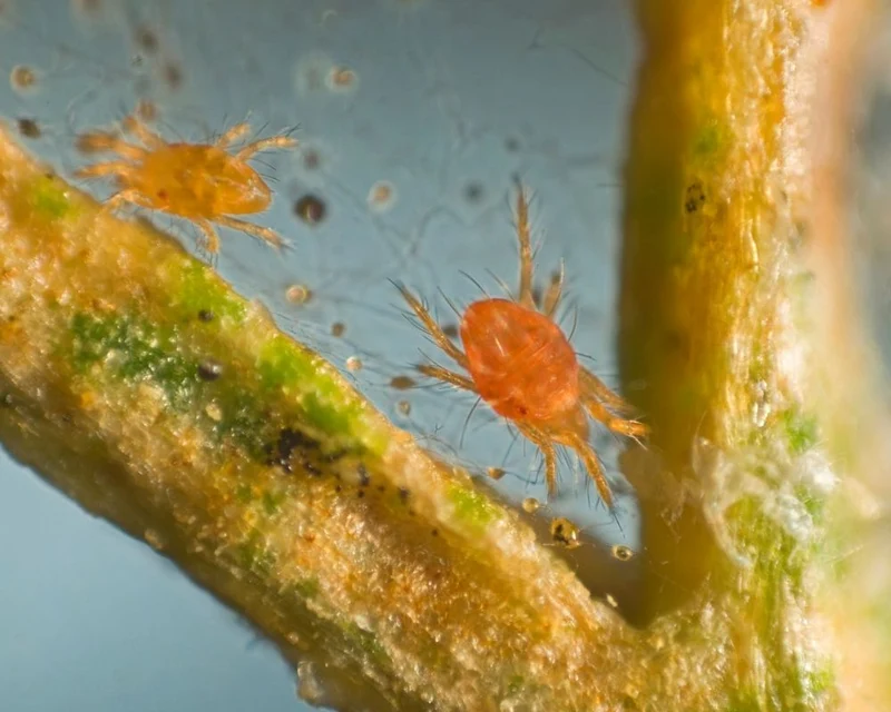 Phytoseiulus-Raubmilben - Natürliche Schädlingsbekämpfung von Spinnmilben in Zimmern, Wintergärten, Gewächshäusern, Gärten & auf Balkonen