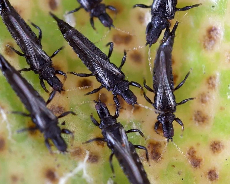 Steinernema Nematoden - Nützlinge für die natürliche Bekämpfung von Maikäfern, Engerlingen & weiteren Schädlingen im Garten