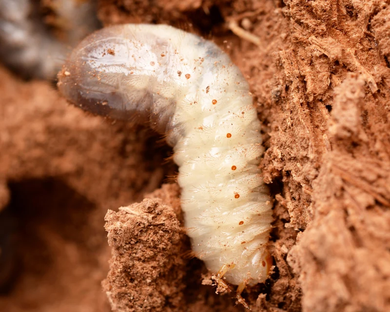 Heterorhabditis Bacteriophora Nematoden - Natürliche Bekämpfung von Gartenlaubkäfern, Maikäfern, Junikäfern, Dungkäfern, Rüsselkäfern