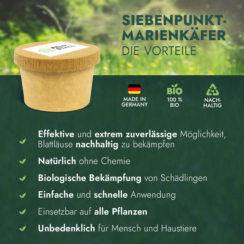 150 Siebenpunkt-Marienkäfer Eier