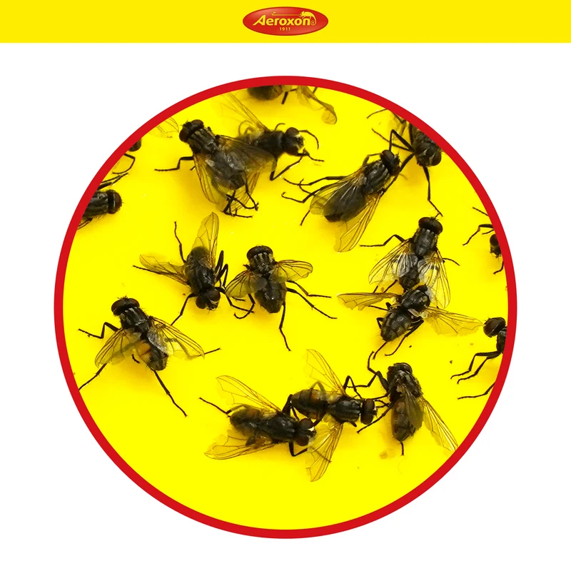 Aeroxon Gelbfalle (Gelbtafel, Gelbsticker)