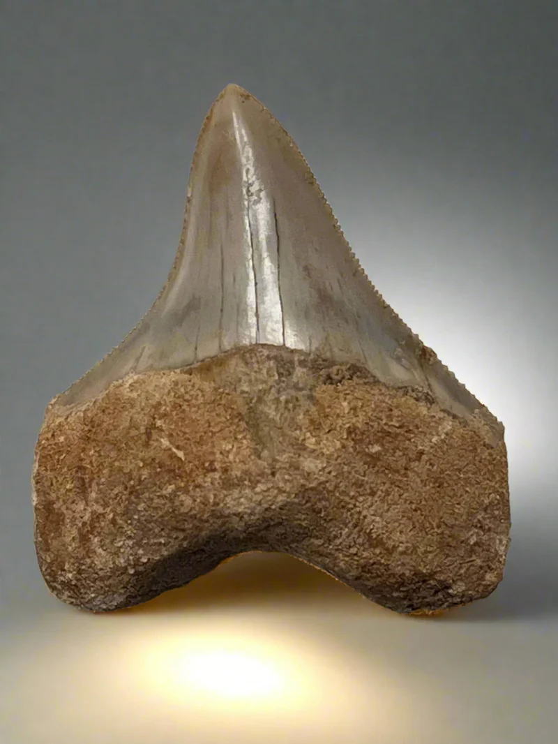 Megalodon Fossil Tooth 57mm | Carcharocles megalodon | Indonesia | SKU-MEG57