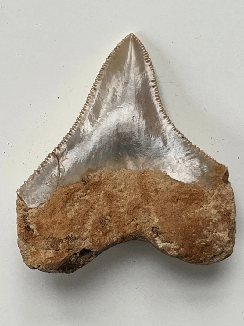 Megalodon Fossil Tooth 57mm | Carcharocles megalodon | Indonesia | SKU-MEG57