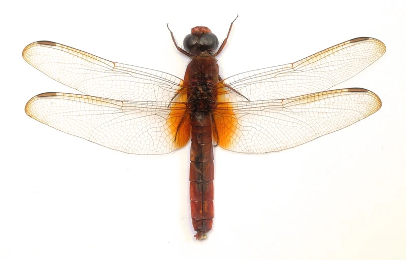 Orthetrum testaceum Dragonfly Specimen | A1 Quality | Dry-Preserved Spread | ODONATA