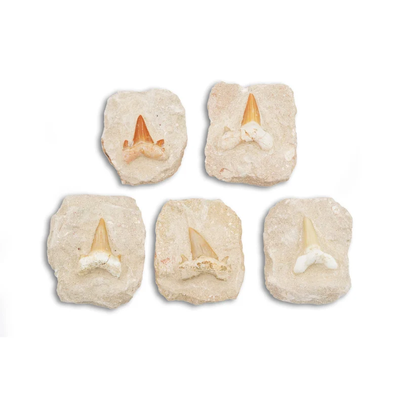 Fossil Shark Tooth on Matrix – Pack of 2
