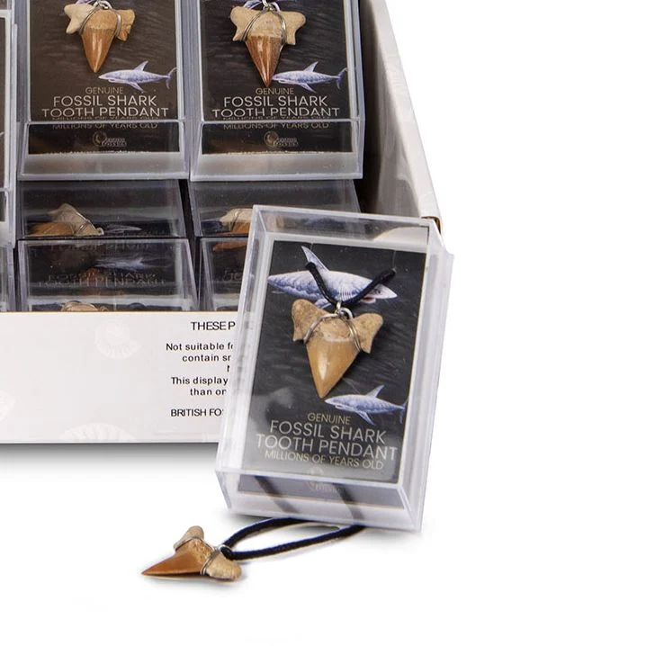 Fossil Shark Tooth Pendant Pack