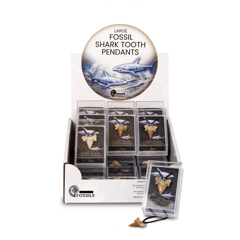 Fossil Shark Tooth Pendant Pack