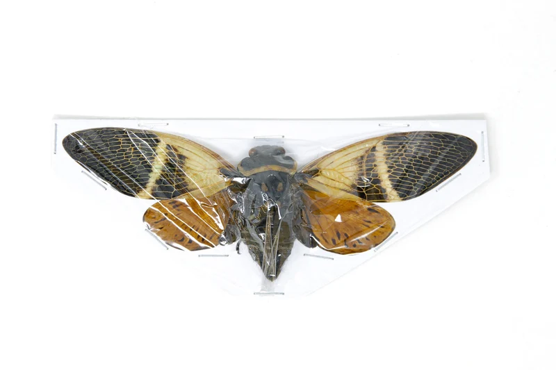 Giant Coconut Cicadas | Angamiana floridula | 135mm A1 Wings Spread Specimens