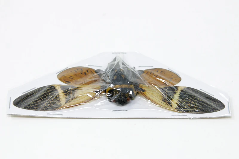 Giant Coconut Cicadas | Angamiana floridula | 135mm A1 Wings Spread Specimens