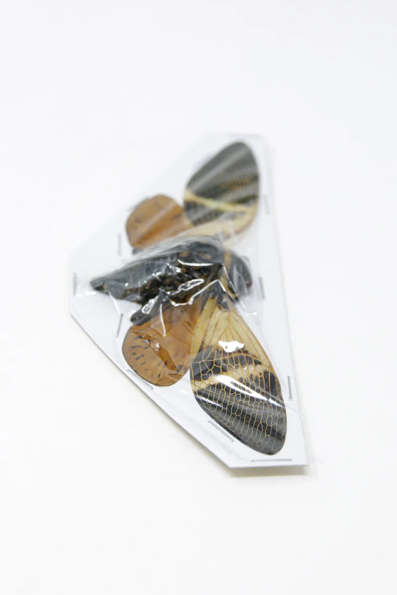 Giant Coconut Cicadas | Angamiana floridula | 135mm A1 Wings Spread Specimens