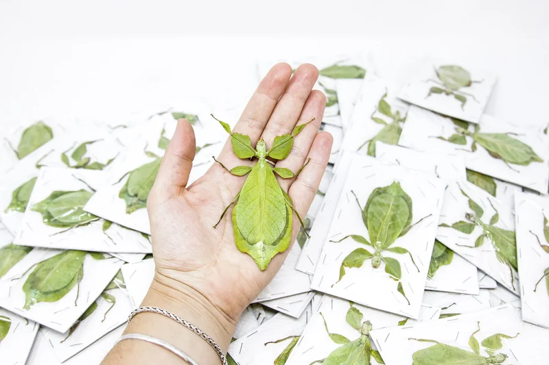 Wholesale Giant Leaf Insects | 10 Pack Phyllium celebicum A1 Spread