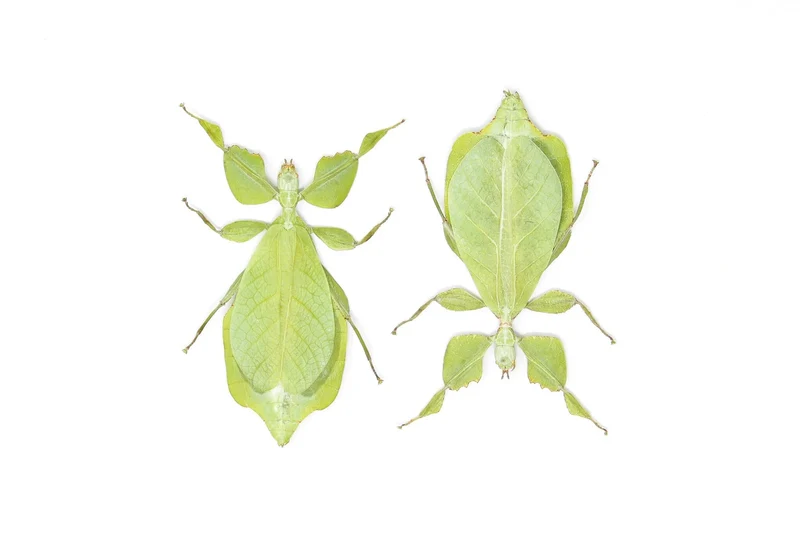 Wholesale Giant Leaf Insects | 10 Pack Phyllium celebicum A1 Spread