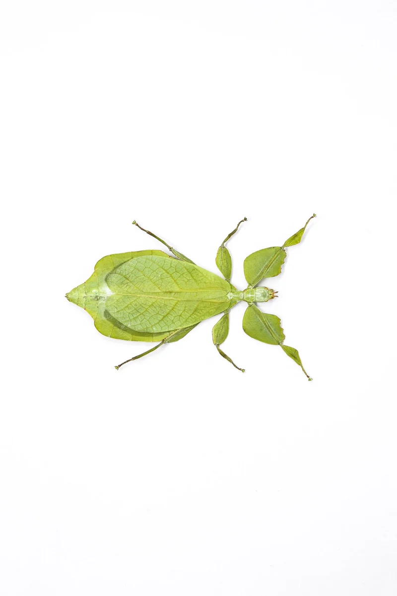 Wholesale Giant Leaf Insects | 10 Pack Phyllium celebicum A1 Spread